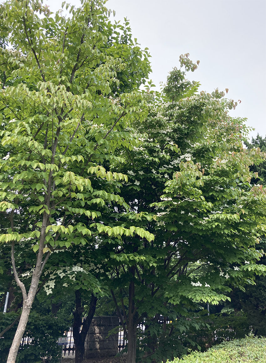 산딸나무