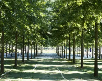 평창 백일홍 축제_27