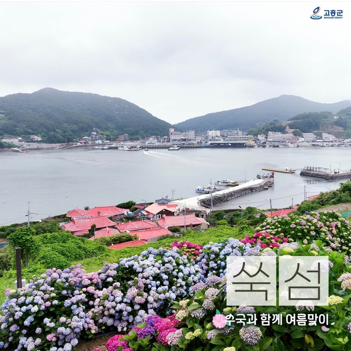쑥섬 수국축제