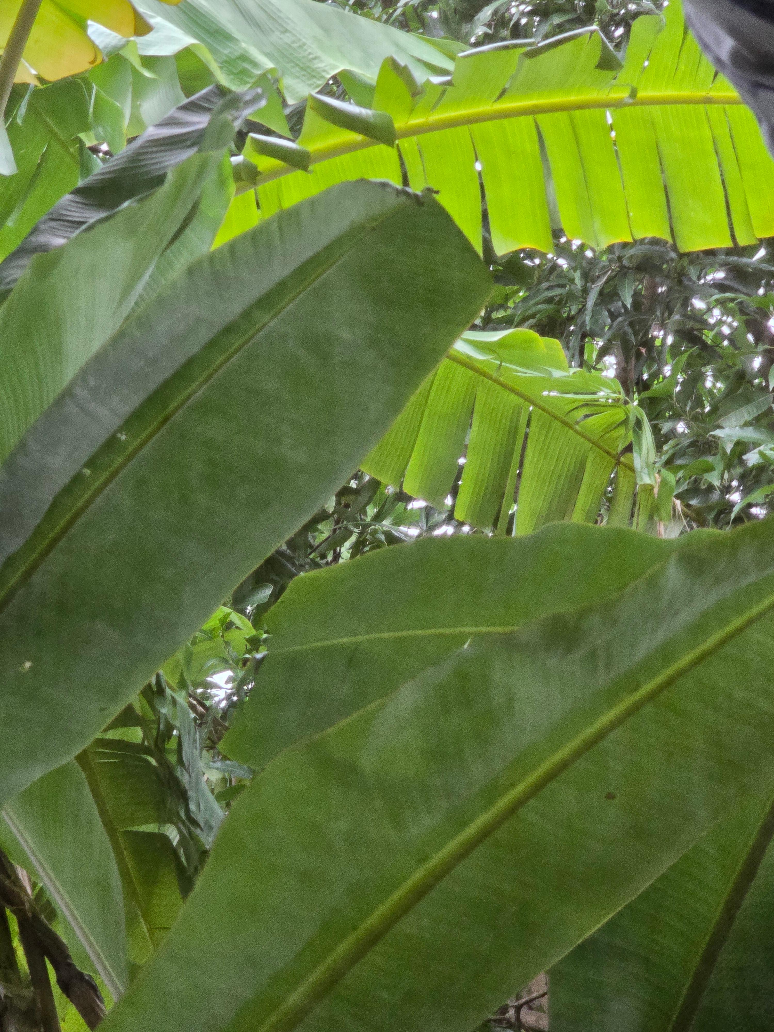 숙소 창문 앞 무성하게 자란 바나나 잎