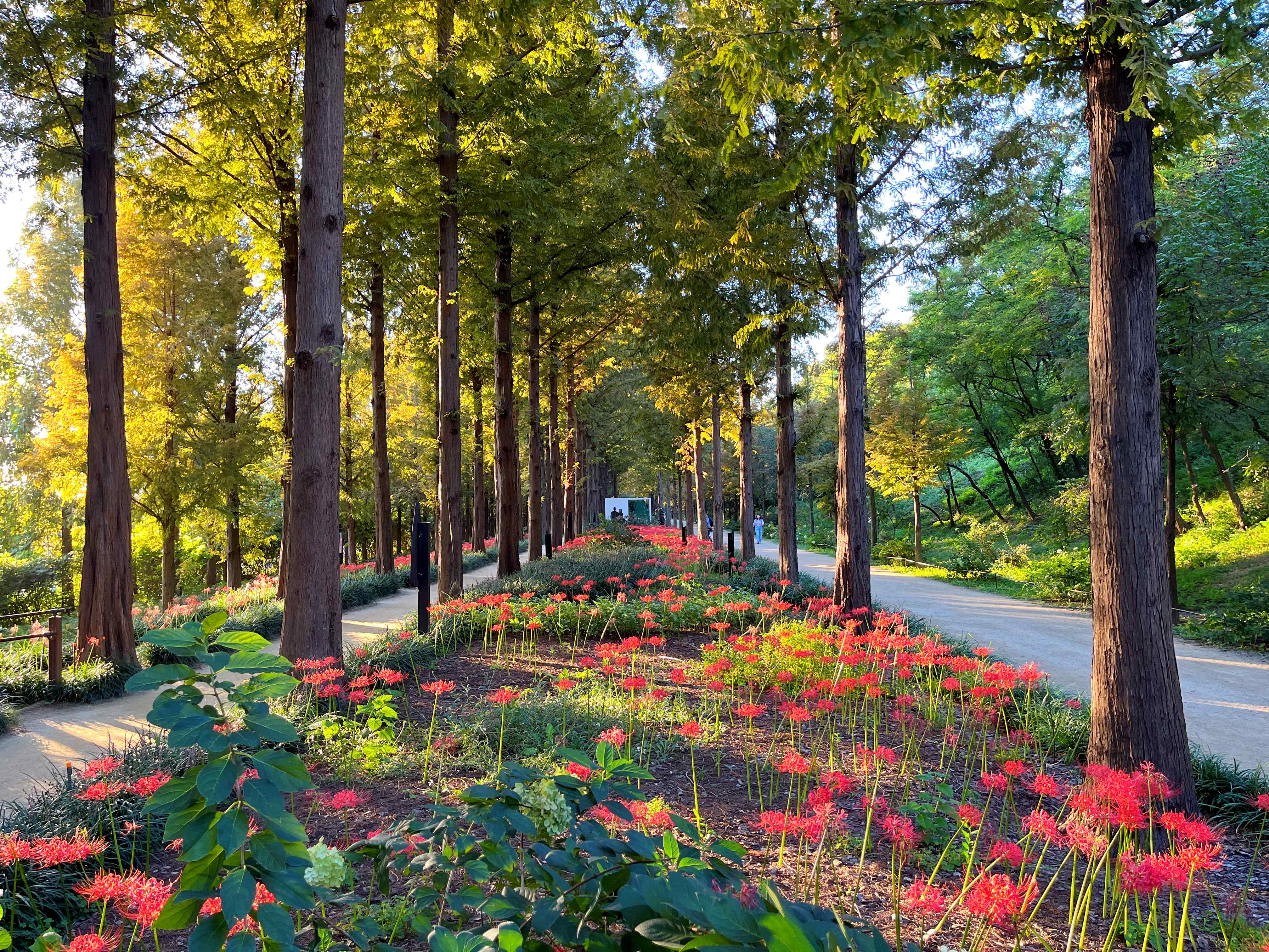 하늘공원 메타세쿼이아길 꽃무릇 시인의 거리