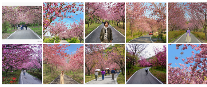 문수사 벚꽃길 이미지 (네이버 검색)