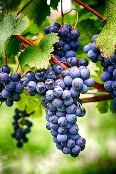 포도가-넝쿨에-주렁주렁-매달여있는-풍요의-모습