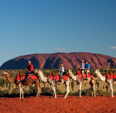 호주 시드니 울룰루 카멜투어에서 낙타를 타고 있는 가족의 모습