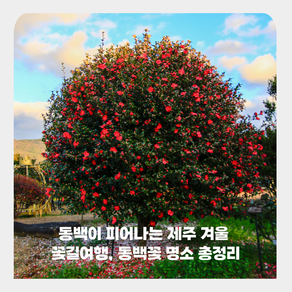 동백이 피어나는 제주 겨울 꽃길여행, 동백꽃 명소 총정리