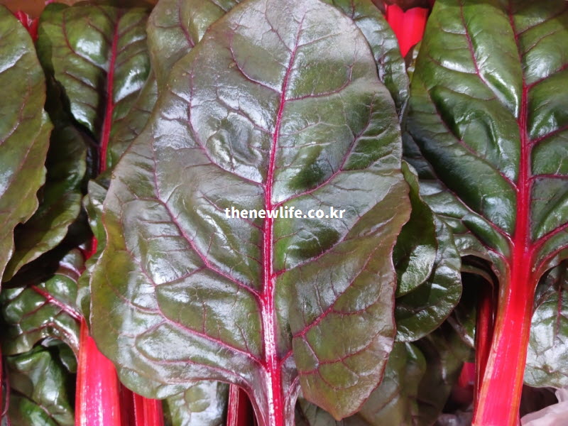 혈관 건강에 도움을 주는 붉은색 줄기와 빈혈 예방 성분이 가득한 진녹색 잎맥이 선명하게 살아있는 싱싱한 적근대 실사진