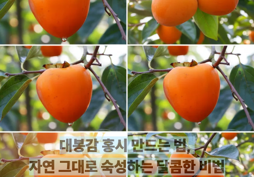 대봉감 홍시 만드는 법, 자연 그대로 숙성하는 달콤한 비법