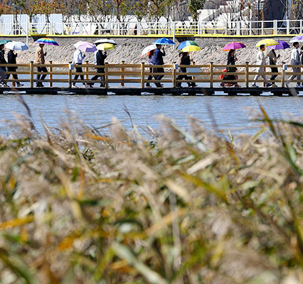 2024 강진만 춤추는 갈대축제