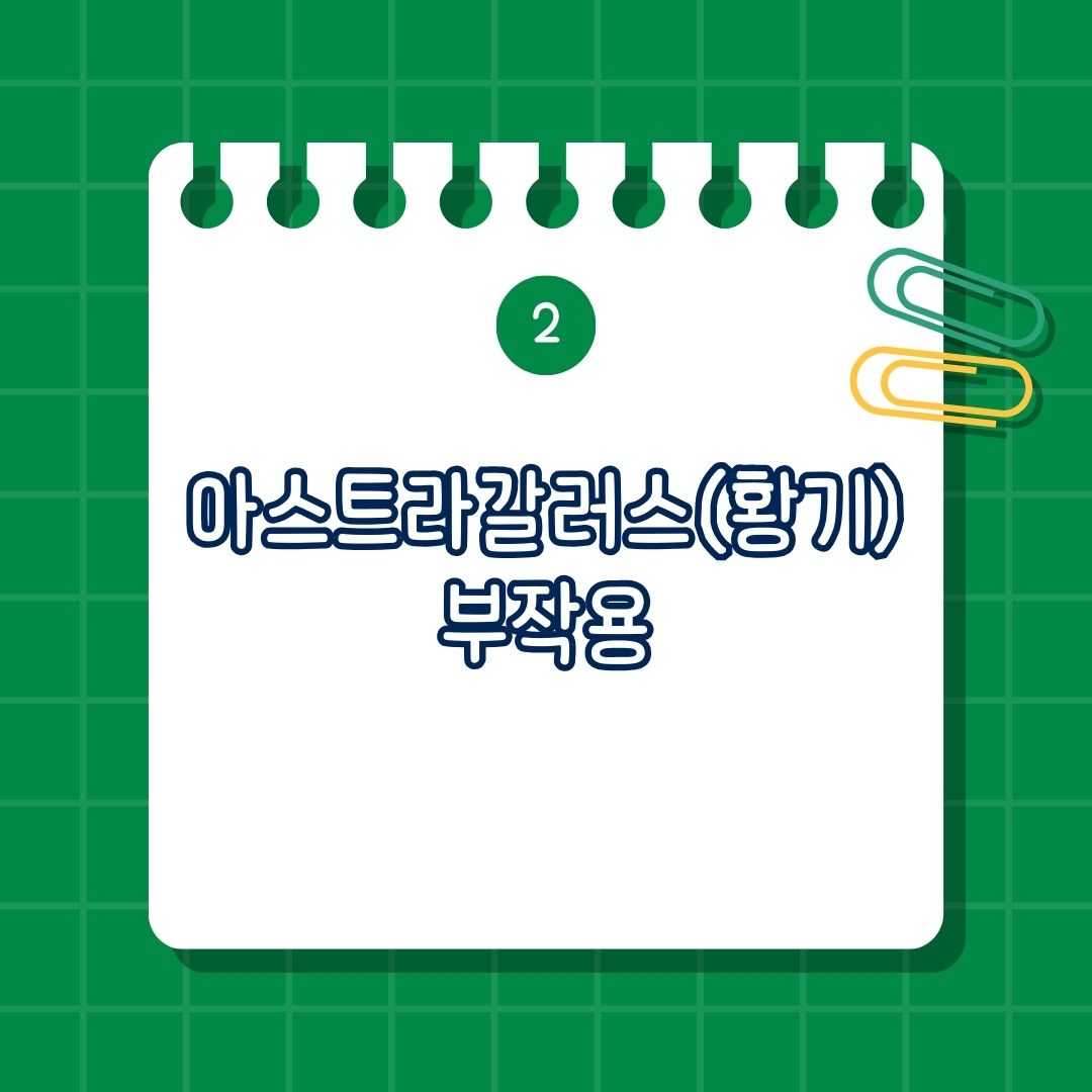 아스트라갈러스(Astragalus, 황기) 부작용, 단점, 과다 복용 시 소화 불량, 면역 질환 환자 주의, 저혈압 환자 주의