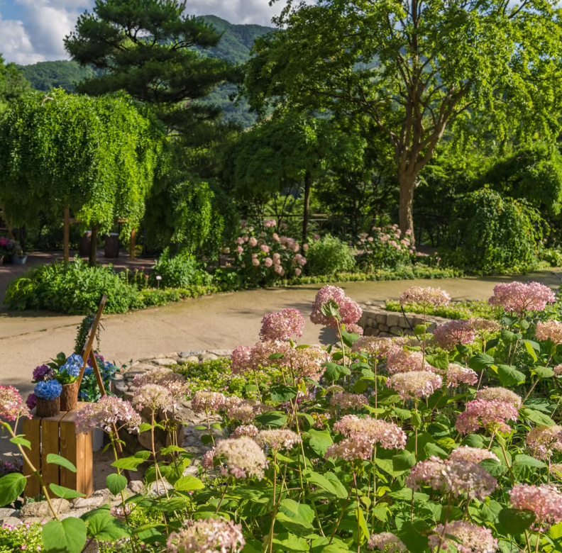 화담숲 벚꽃 개화시기 명소