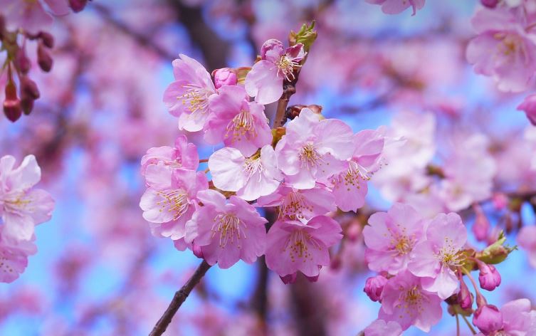 일본 벚꽃 여행 항공권 싸게 사는 법 (최저가 비교 & 할인 팁)