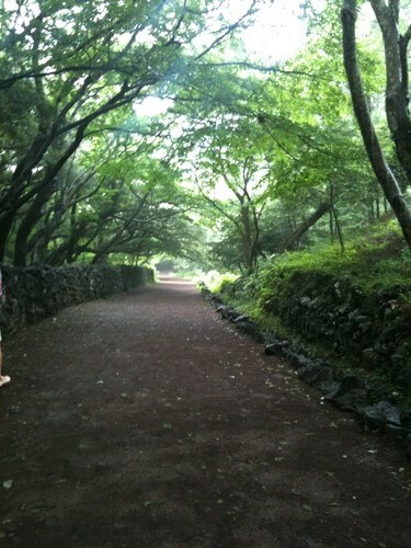 제주도 비자림 숲