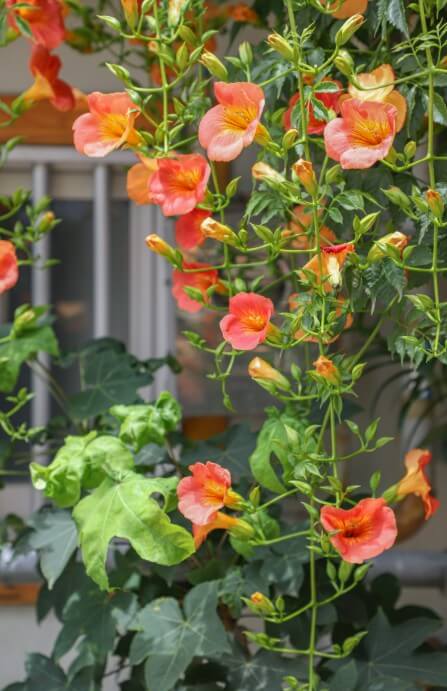 2025 비체올린 능소화축제 ! 제주 여름 꽃 & 능소화 축제: 주홍 빛 꽃비 속에서 만나는 감성 여행!