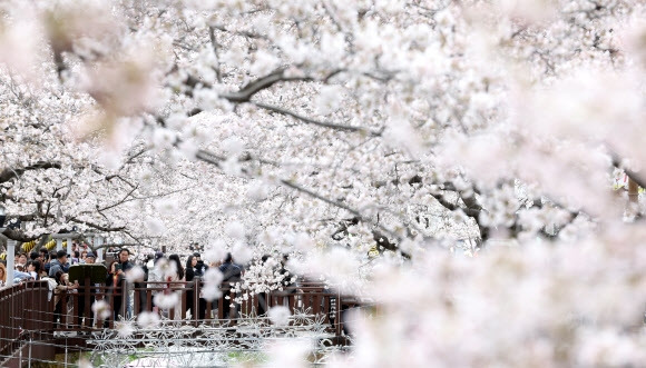 전국 벚꽃 개화 시기 확인하러 가기 (산림청 공식)
