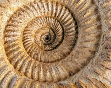 암모니아 Ammolite