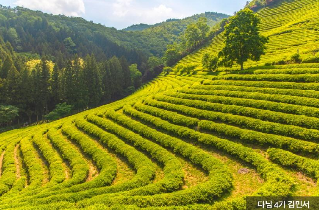보성녹차밭