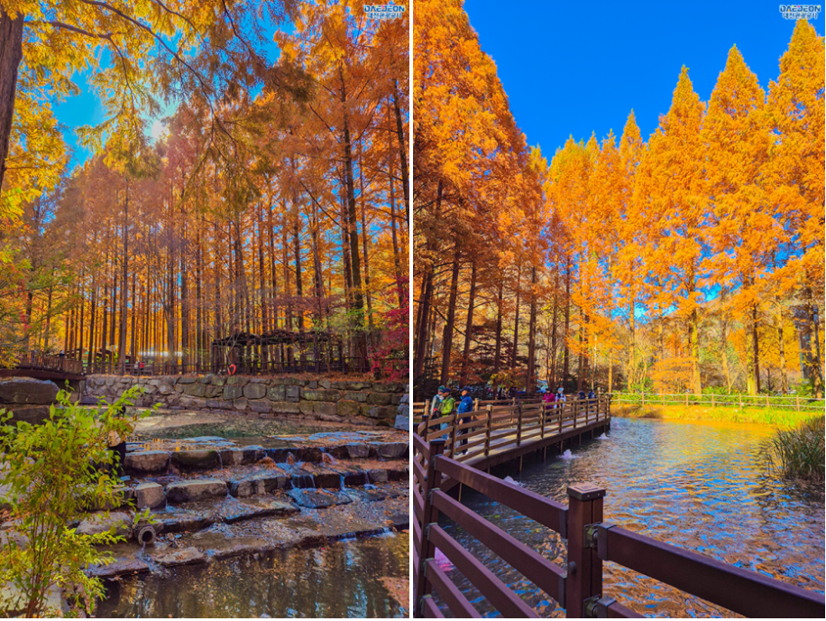 장태산 자연휴양림 스카이웨이 스카이타워 단풍 가을 여행지 대전 16