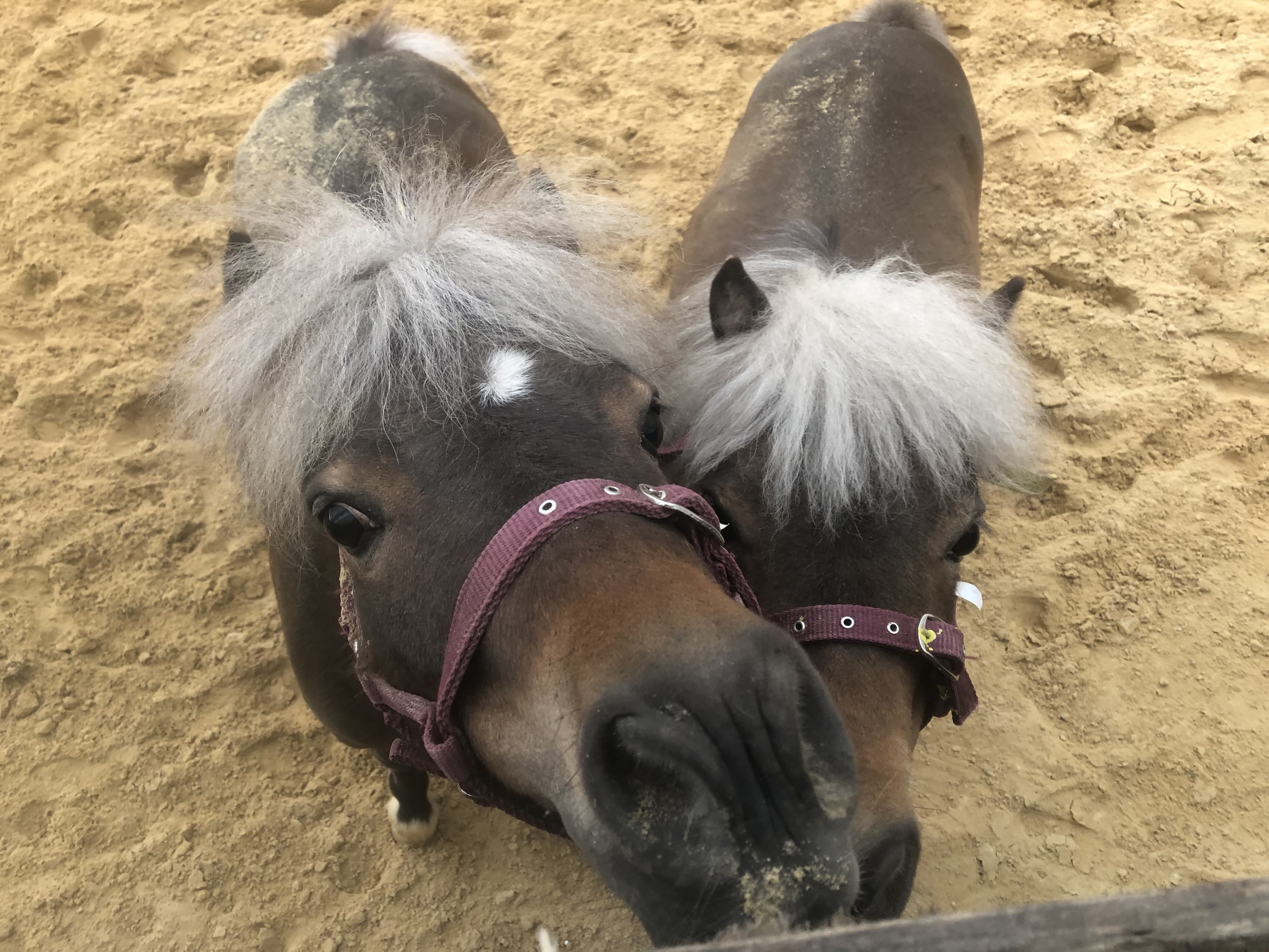 말의 감정 표현과 소통 방식 – 인간과 말의 교감 이해하기