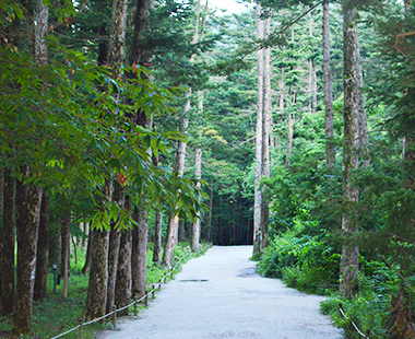 전나무 숲길 사진