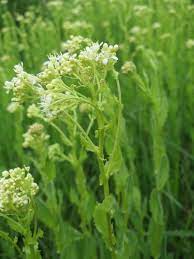 2024 봄 제철 음식 소개 및 효능 요리 정리 - 냉이