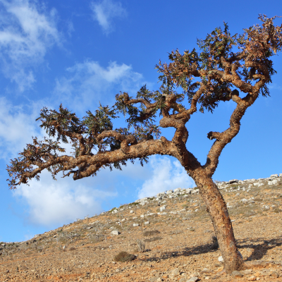 보스웰리아 유향나무