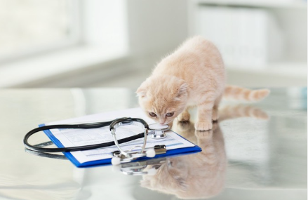 차트를 보고 있는 고양이.