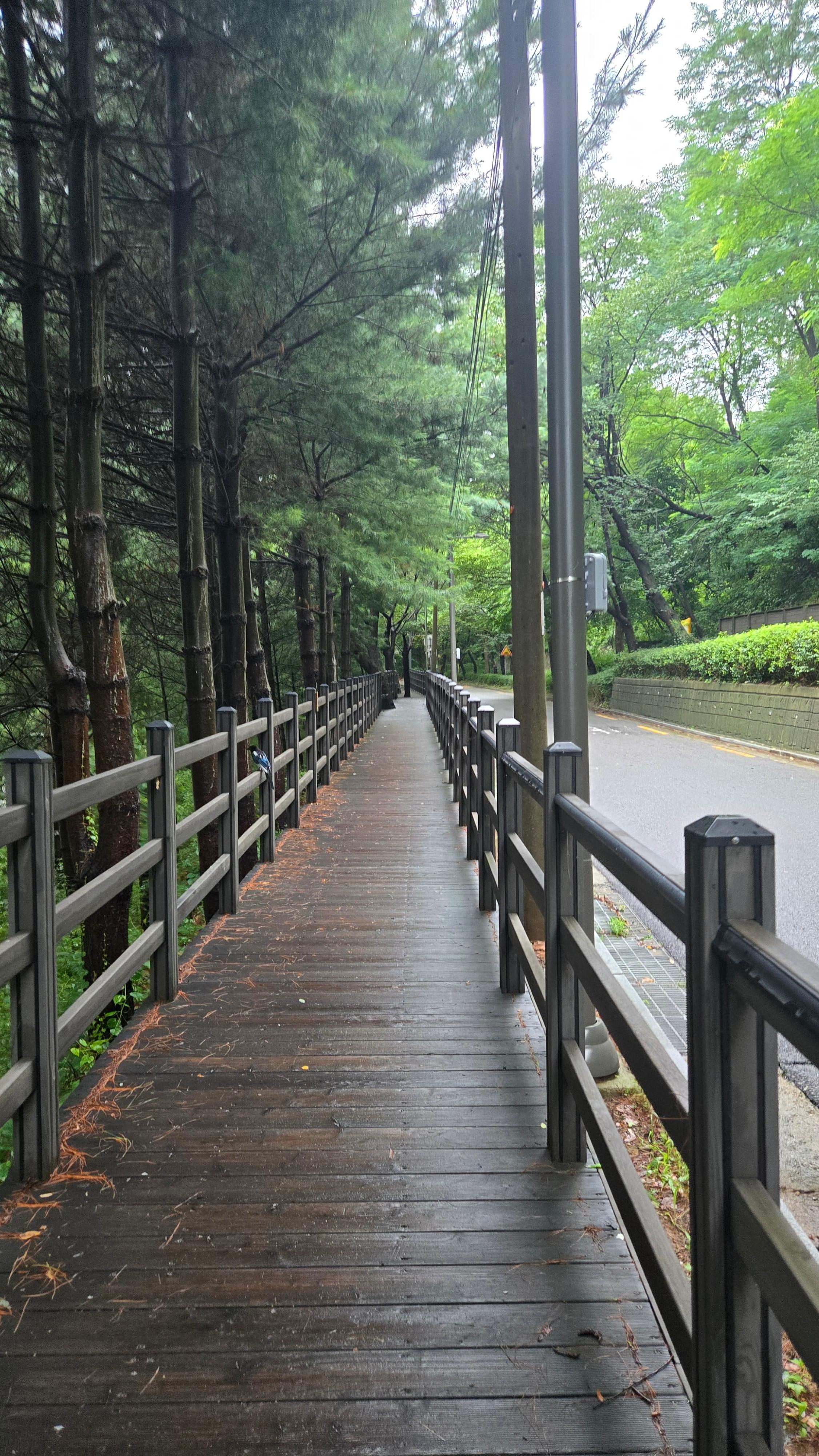 제가 출근할 때 이용하는 길은 나무 사이로 데크가 이어진 숲길입니다.
