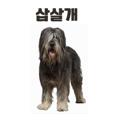 삽살개 사진
