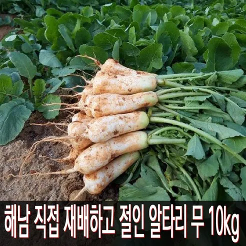 알타리무 재배 서늘한 기온 관리 연속 수확 물 주기_6