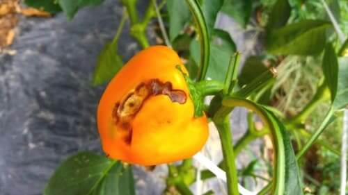 파프리카-착색단고추-병충해-담배나방-방제방법