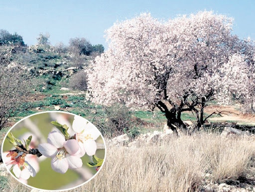 언덕위 살구나무 사진