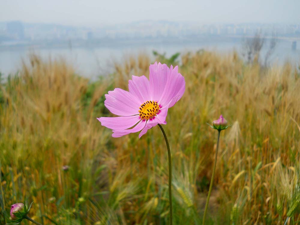 걷고 사랑: 상암동 노을공원