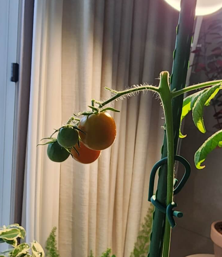 빨갛게 익어가고 있는 토마토