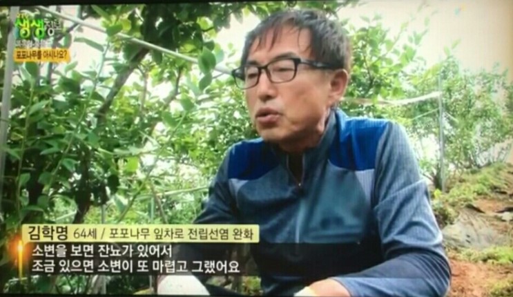  충남 청양 달콤한 항염증 성분 류마티스 관절염 특효 포포나무 분양하는 곳 전국 택배 온라인 전화 주문 추천 