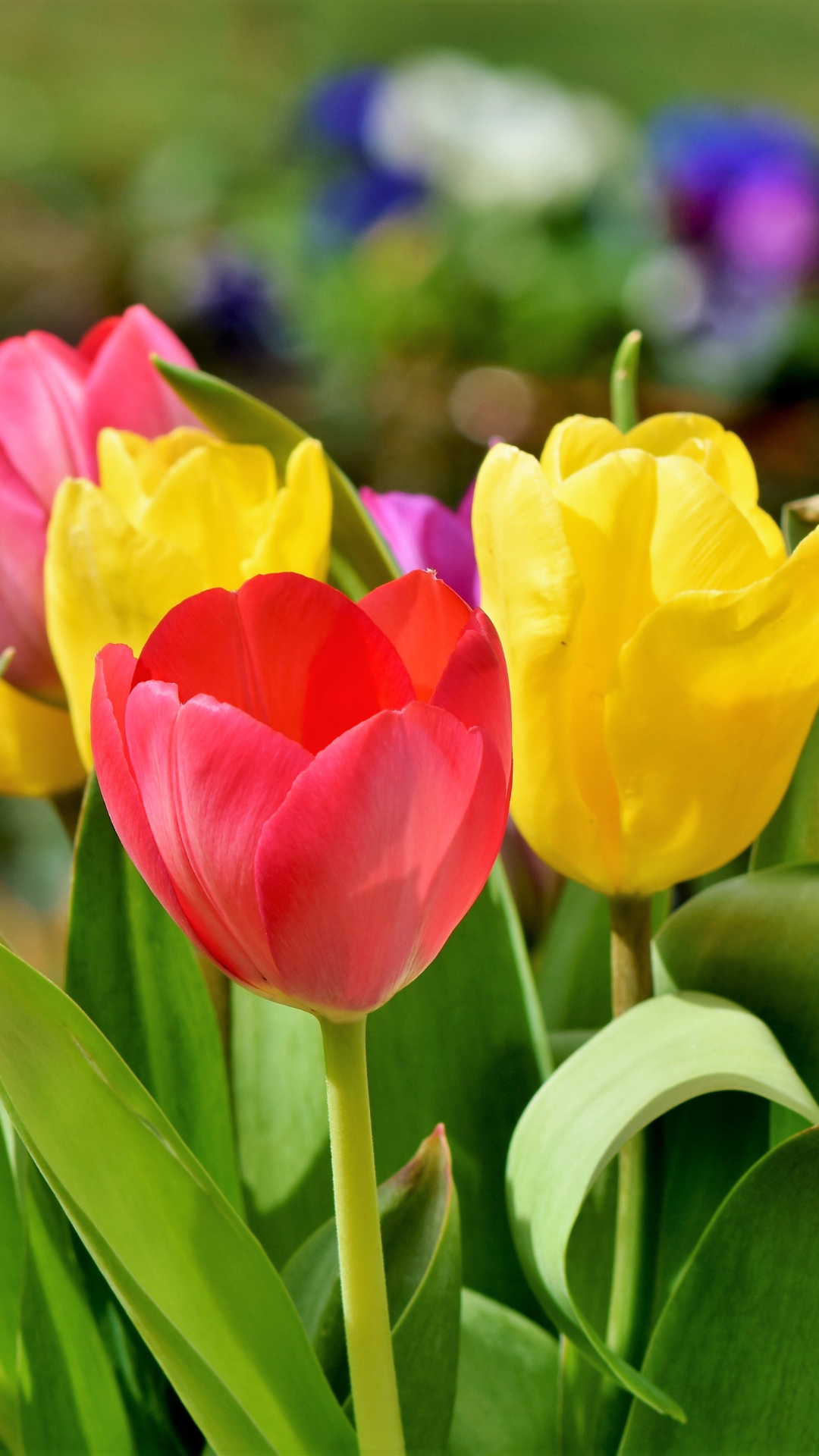 꽃 배경화면 사진 고화질 이미지 스마트폰