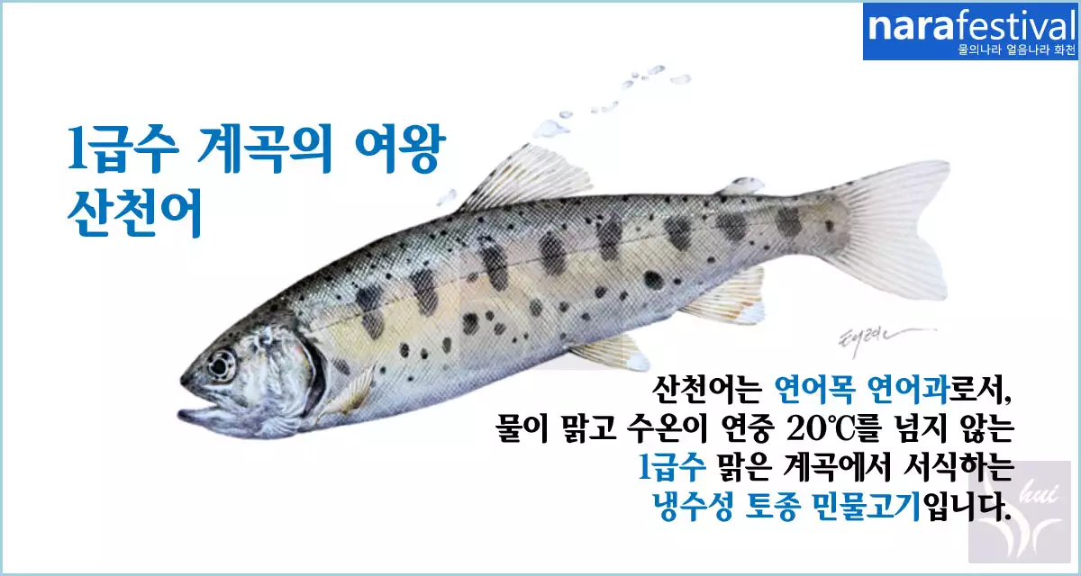 산천어