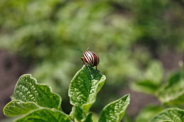 도시농업 드론 영상으로 병해충 AI 학습시키기