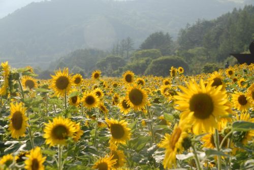 7월 국내 꽃축제 총정리