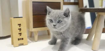 브리티쉬숏헤어 고양이 실버 유전병 분양 가격 성격_15