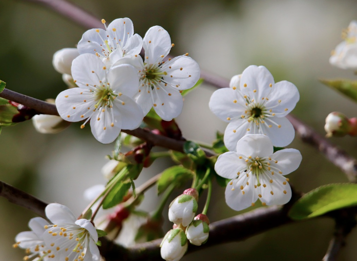 전국 벚꽃 축제 일정 총정리