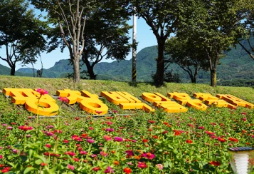 평창 백일홍 축제 2024: 축제 일정&amp;#44; 입장료&amp;#44; 찾아가는 길&amp;#44;주변 맛집 소개