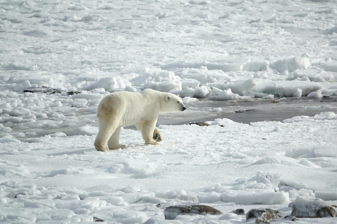 빙하 위를 걷는 존재, &lsquo;북극곰&rsquo; 기후 변화가 바꾸고 있는 생존의 방식