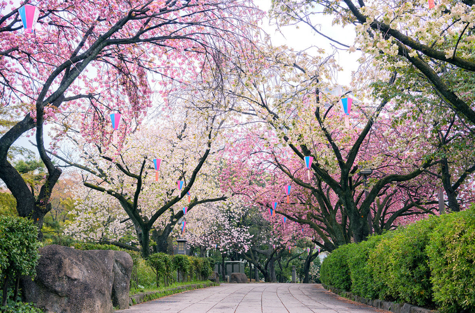 일본 여행지 사진-벗꽃핀 산책로