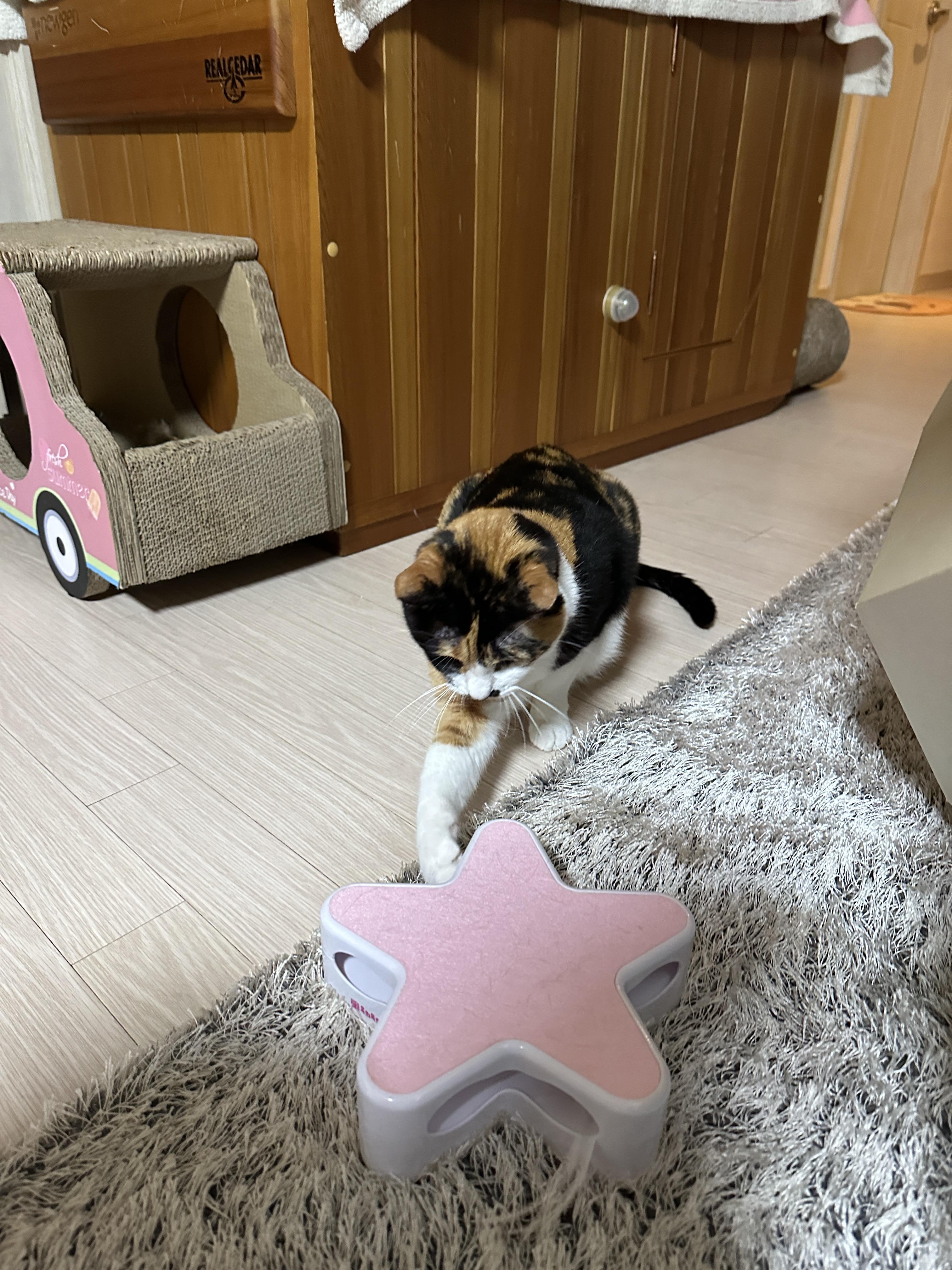 다다가_좋아하는_장난감에_앞발을_대고_있다