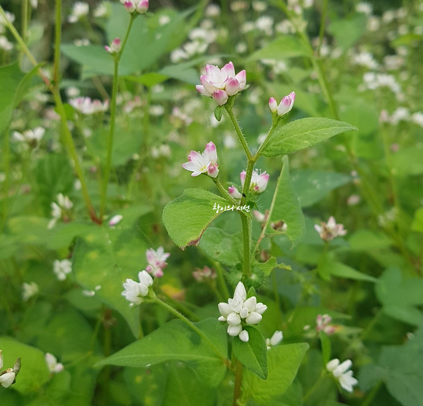 고마리 야생화 꽃말