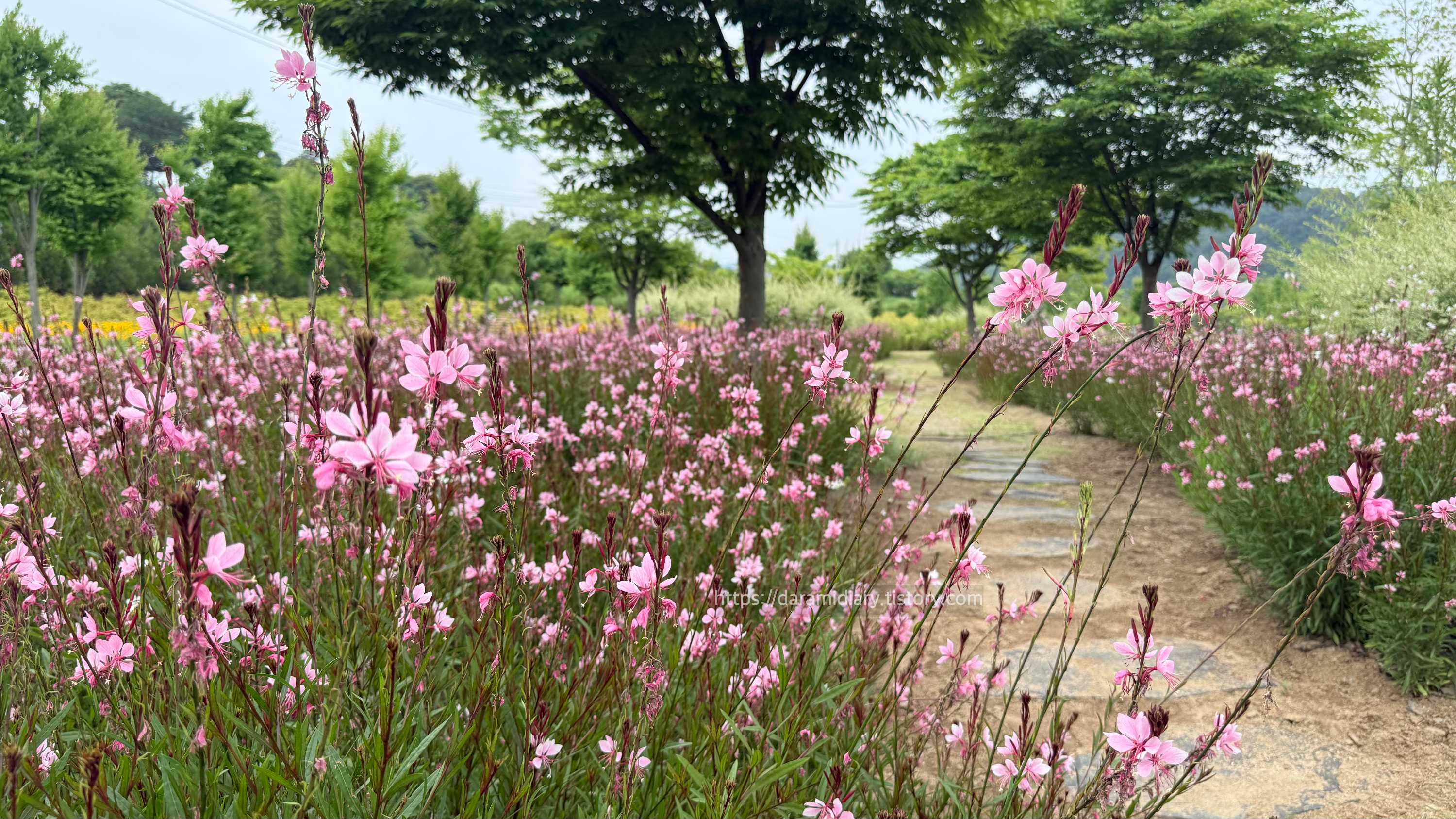 나비바늘꽃
