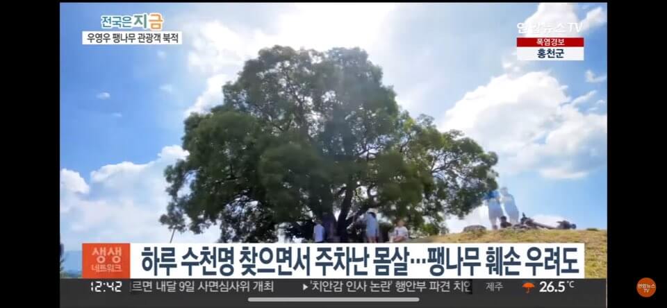 우영우 팽나무 훼손 천연기념물 