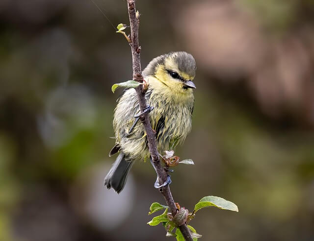 가평베고니아새정원