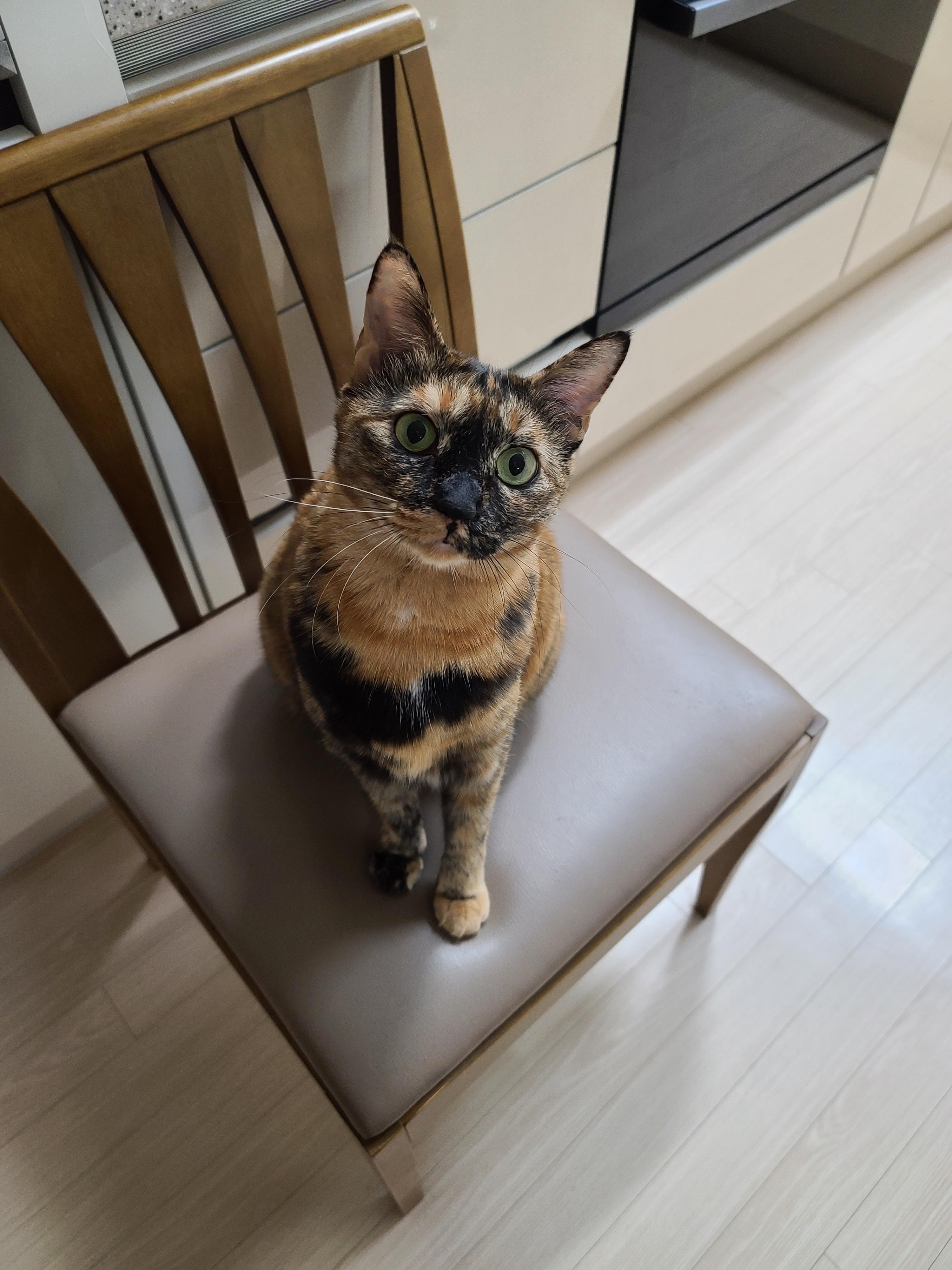 우리집 아홉냥이의 고양이 종류