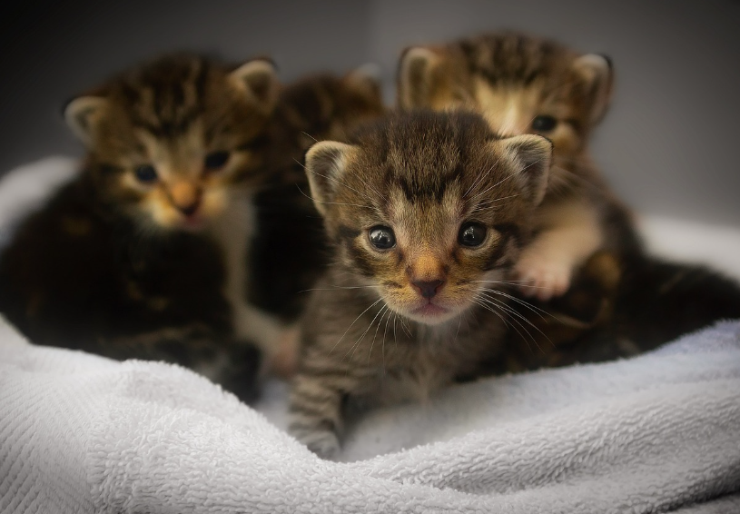반려동물 파양 &ndash; 책임 있는 보호자의 선택과 예방 방법